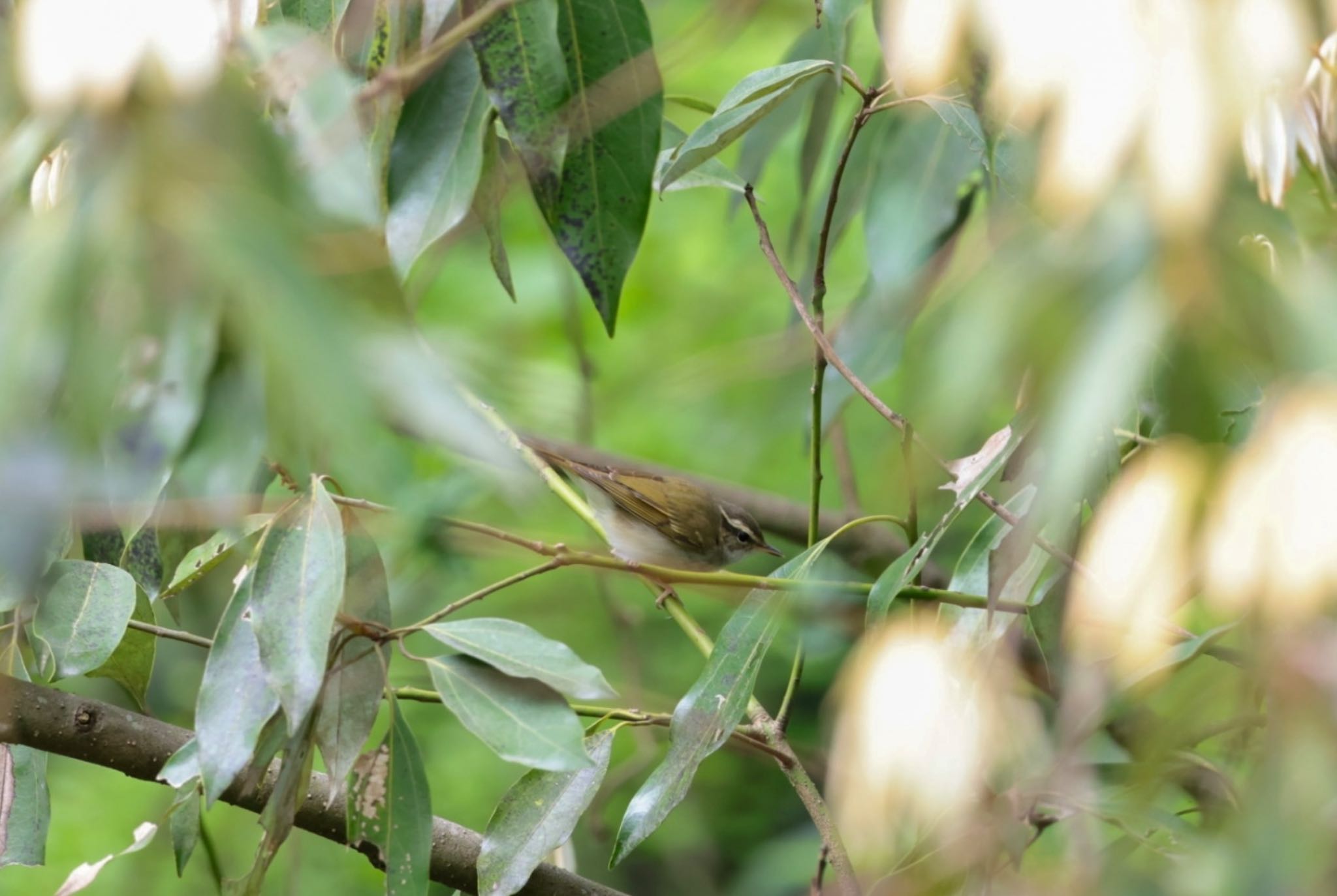 Photo of Sakhalin Leaf Warbler at  by Allium