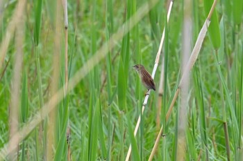 Marsh Grassbird Watarase Yusuichi (Wetland) Sun, 4/21/2024