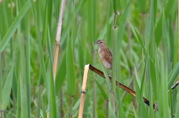 Marsh Grassbird Watarase Yusuichi (Wetland) Sun, 4/21/2024