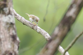 Eastern Crowned Warbler おかざき自然体験の森 Sat, 4/20/2024