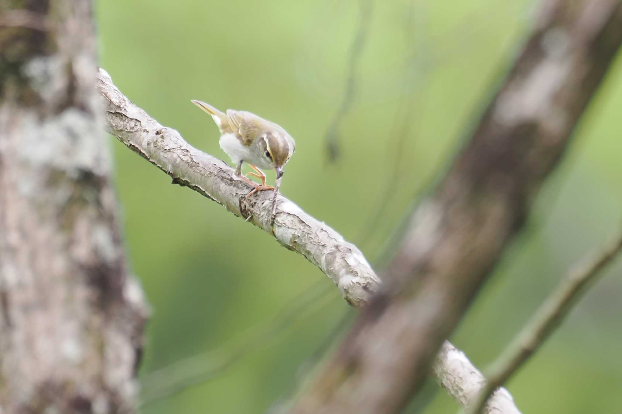 Eastern Crowned Warbler