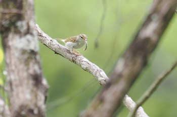 Eastern Crowned Warbler おかざき自然体験の森 Sat, 4/20/2024