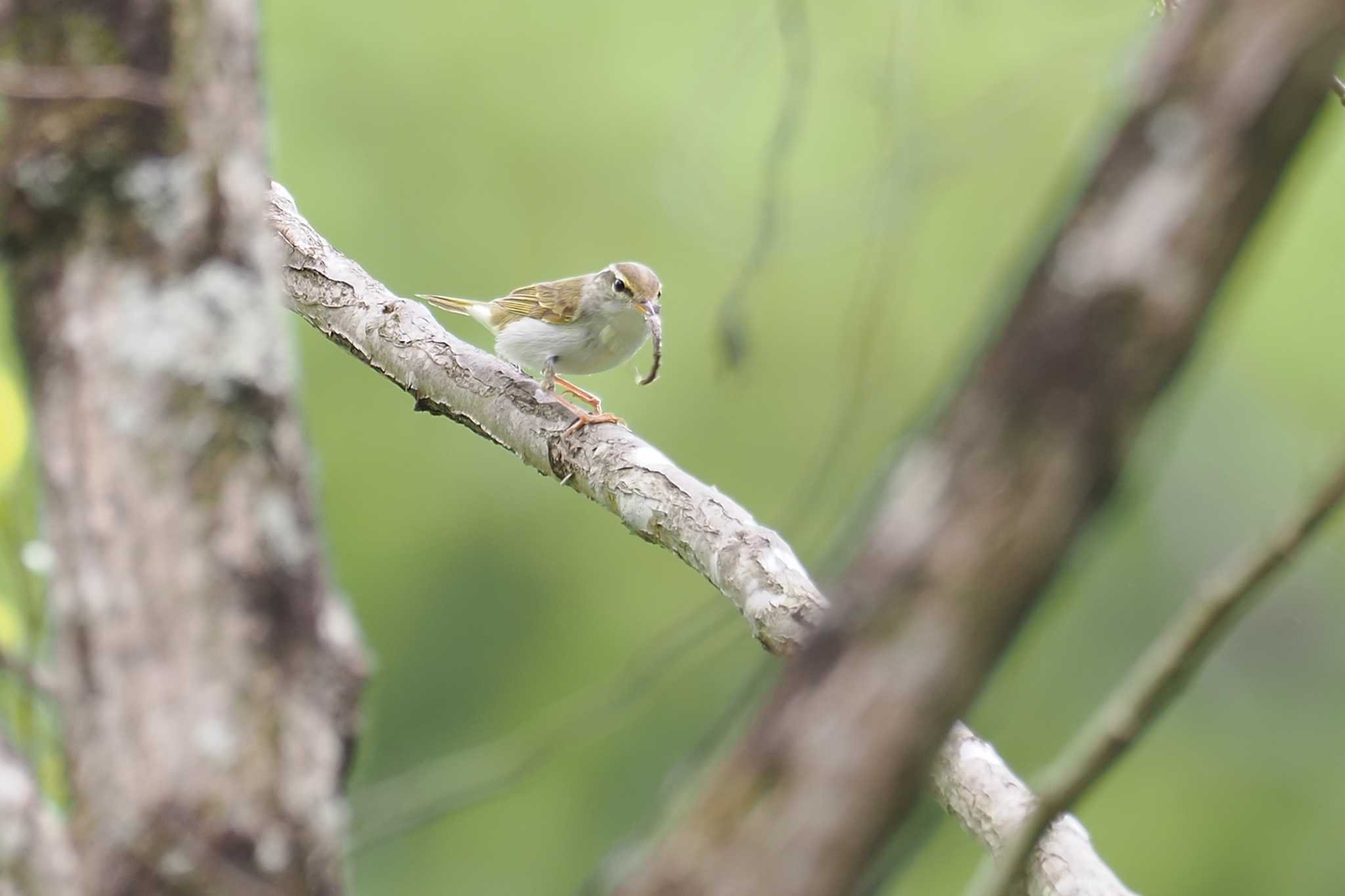 Eastern Crowned Warbler