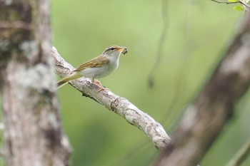 Eastern Crowned Warbler おかざき自然体験の森 Sat, 4/20/2024