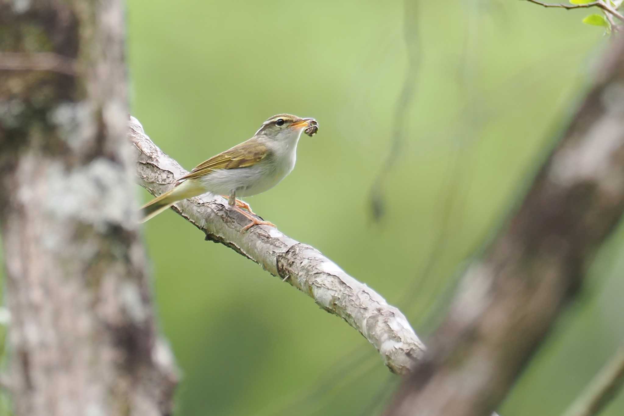 Eastern Crowned Warbler