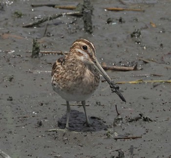 タシギ 東京港野鳥公園 2024年4月20日(土)