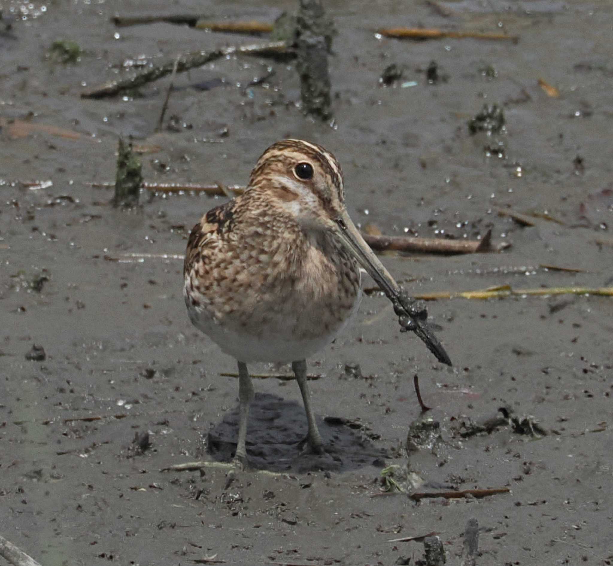 Photo of Common Snipe at Tokyo Port Wild Bird Park by Ayako Handa