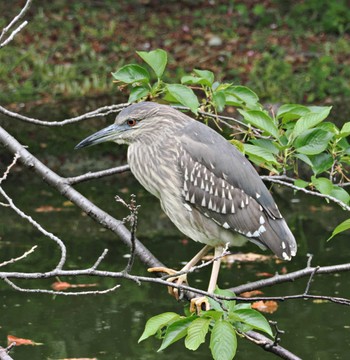 ゴイサギ 平和の森公園 2024年4月21日(日)