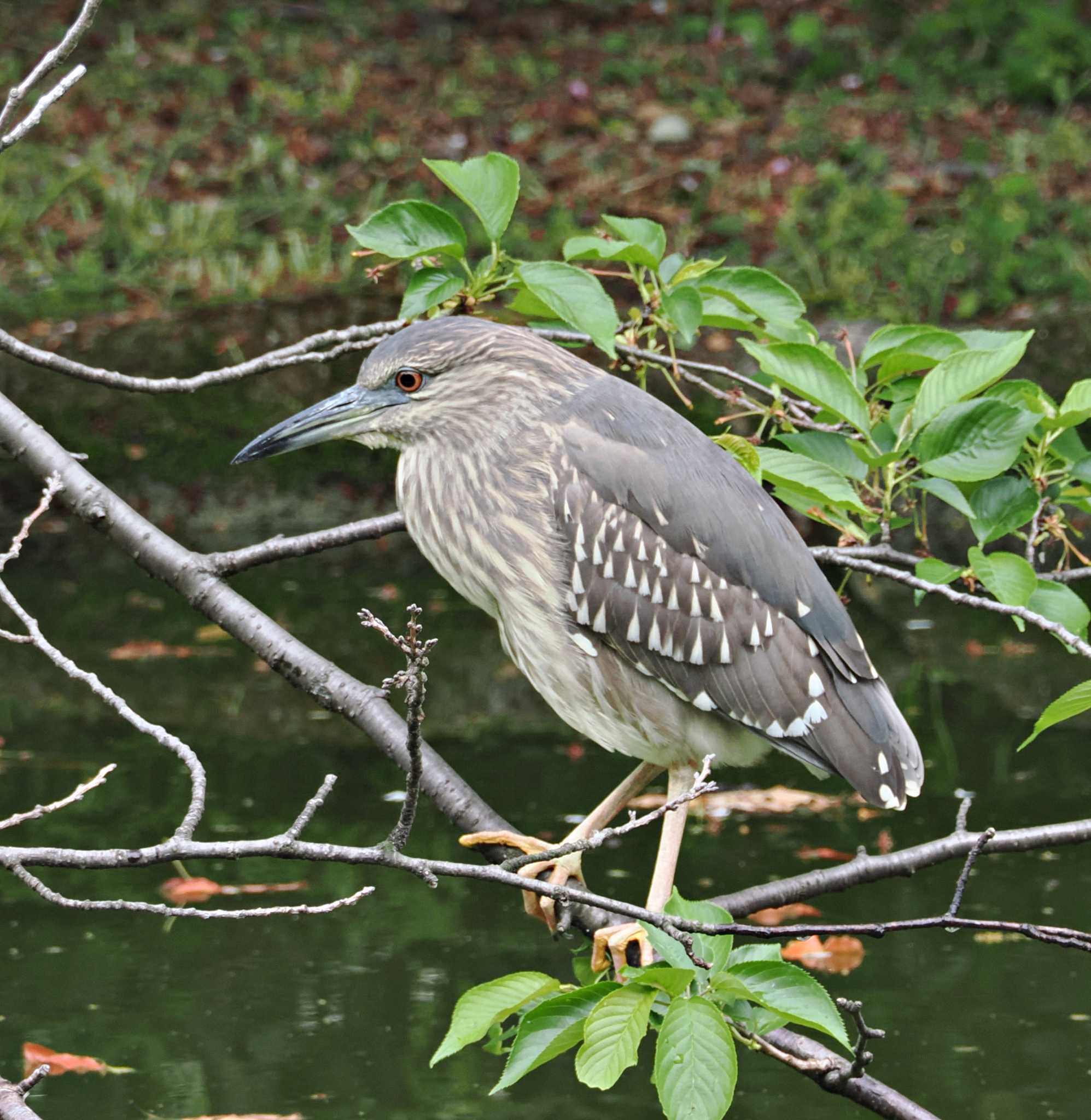 Photo of Black-crowned Night Heron at 平和の森公園 by Ayako Handa