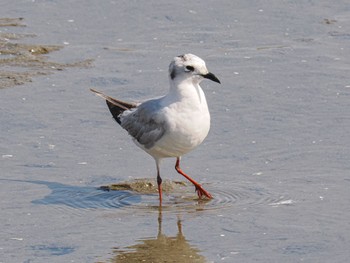 Saunders's Gull 甲子園浜(兵庫県西宮市) Sat, 4/22/2023