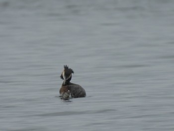 Great Crested Grebe フィールド1 Sun, 4/21/2024