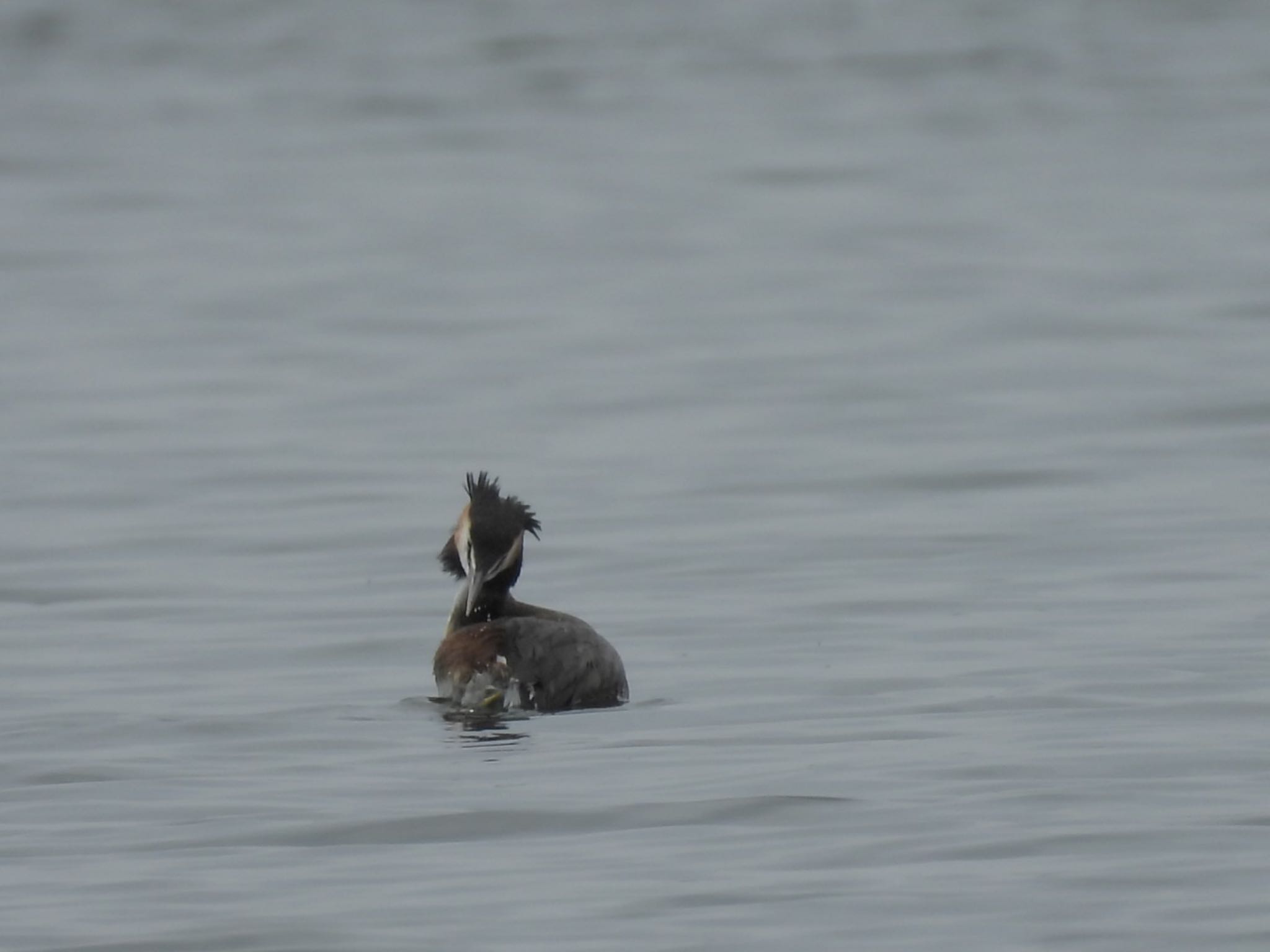 Great Crested Grebe