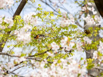 Sat, 4/20/2024 Birding report at 飯山城址公園