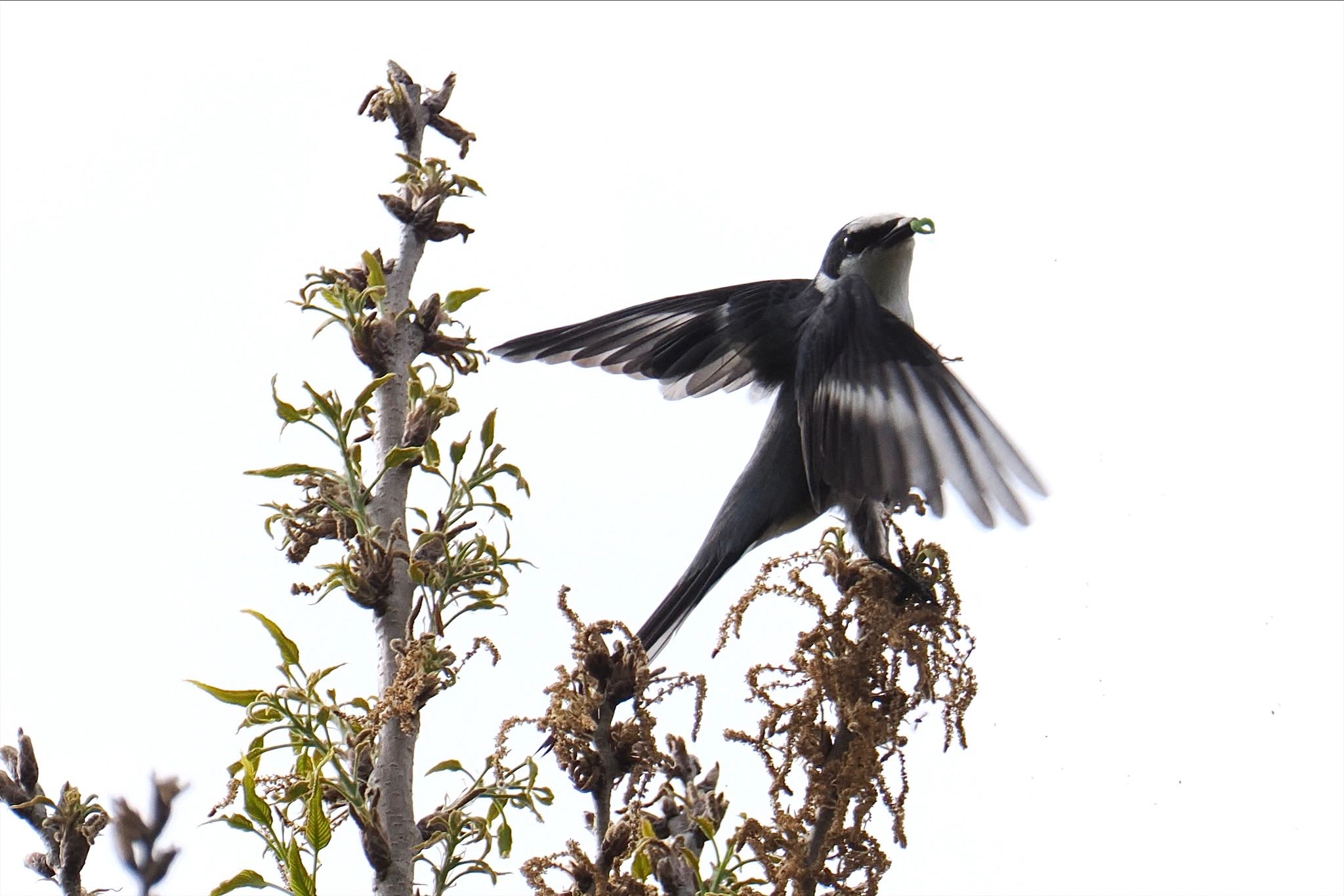 Photo of Ashy Minivet at Akigase Park by とりとり