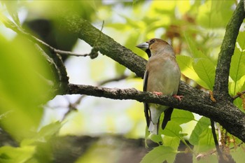 Hawfinch Akigase Park Sat, 4/20/2024