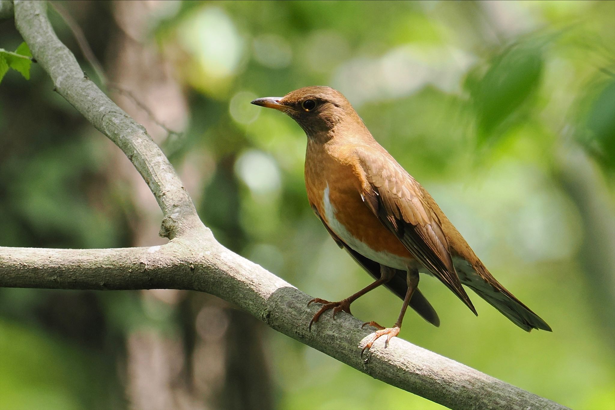 Photo of Brown-headed Thrush at Akigase Park by とりとり