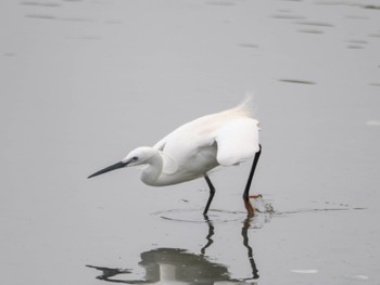 Little Egret Tokyo Port Wild Bird Park Sat, 4/20/2024