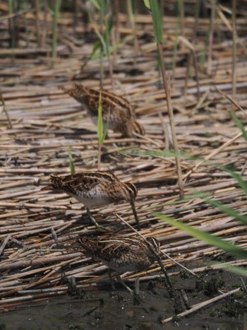 タシギ 東京港野鳥公園 2024年4月20日(土)