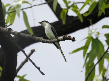 サンショウクイ 東京港野鳥公園 2024年4月20日(土)