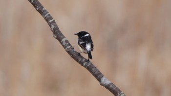 Amur Stonechat Kushiro Wetland National Park Sun, 4/21/2024