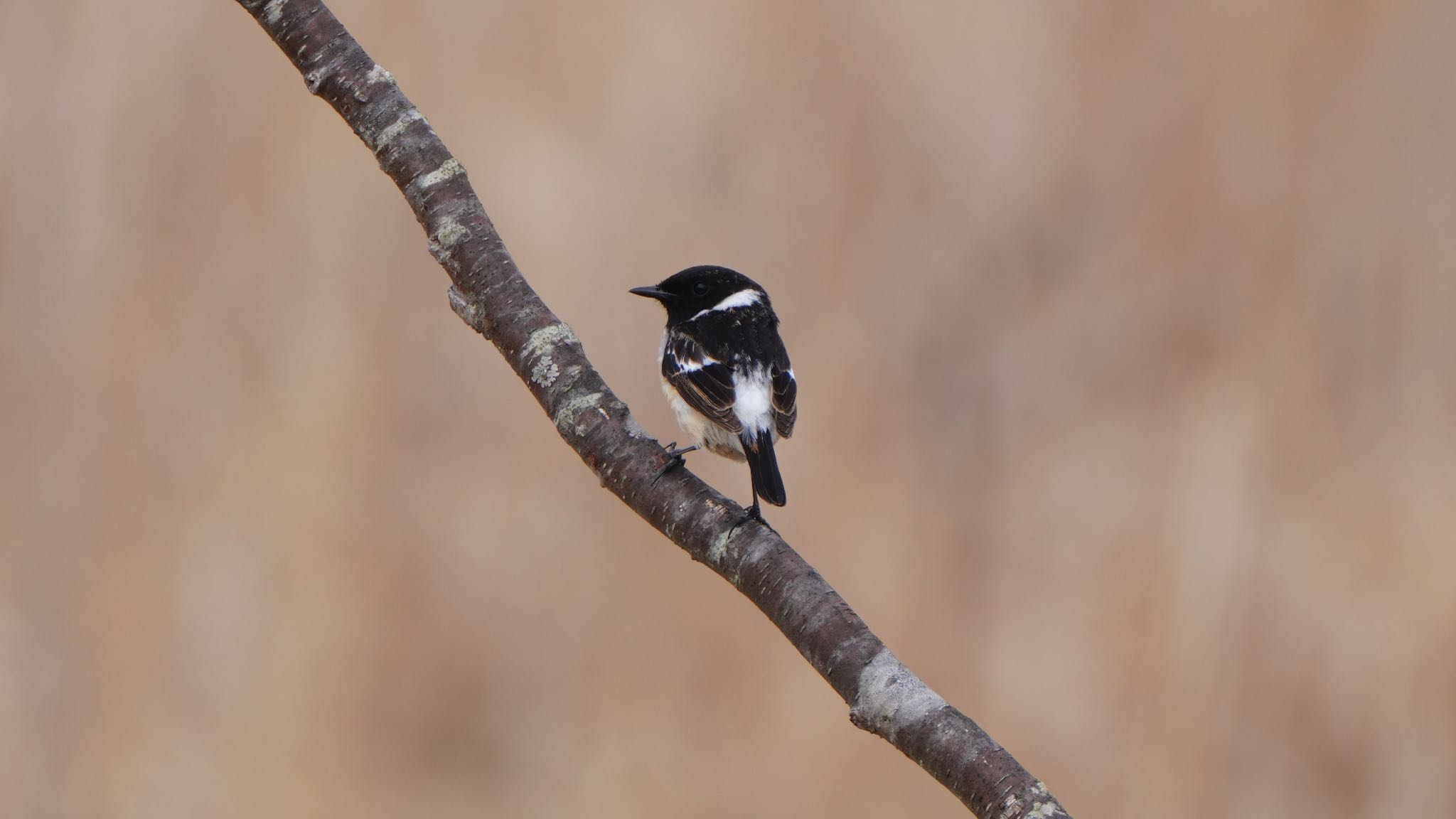 Photo of Amur Stonechat at Kushiro Wetland National Park by hiro1234