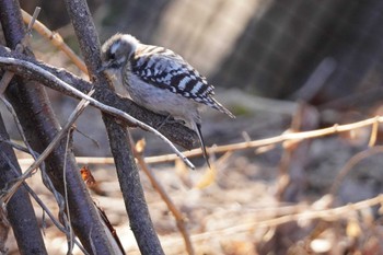 Japanese Pygmy Woodpecker Asahiyama Memorial Park Wed, 4/10/2024