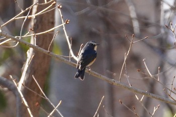 Red-flanked Bluetail Asahiyama Memorial Park Wed, 4/10/2024