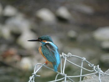 Common Kingfisher 東京都 Sat, 4/6/2024