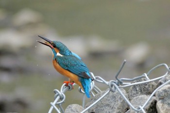 Common Kingfisher 東京都 Sat, 4/6/2024