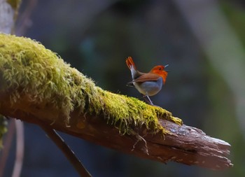 Japanese Robin 日本のどこか Sun, 4/21/2024