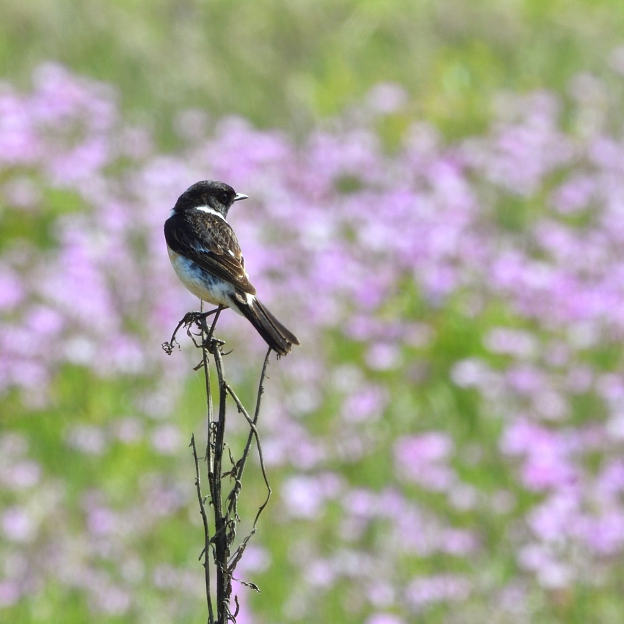 Photo of Amur Stonechat at 曽根新田 by トリキチ8556