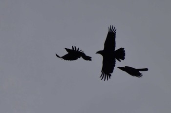 Large-billed Crow ＭＦ Thu, 4/18/2024