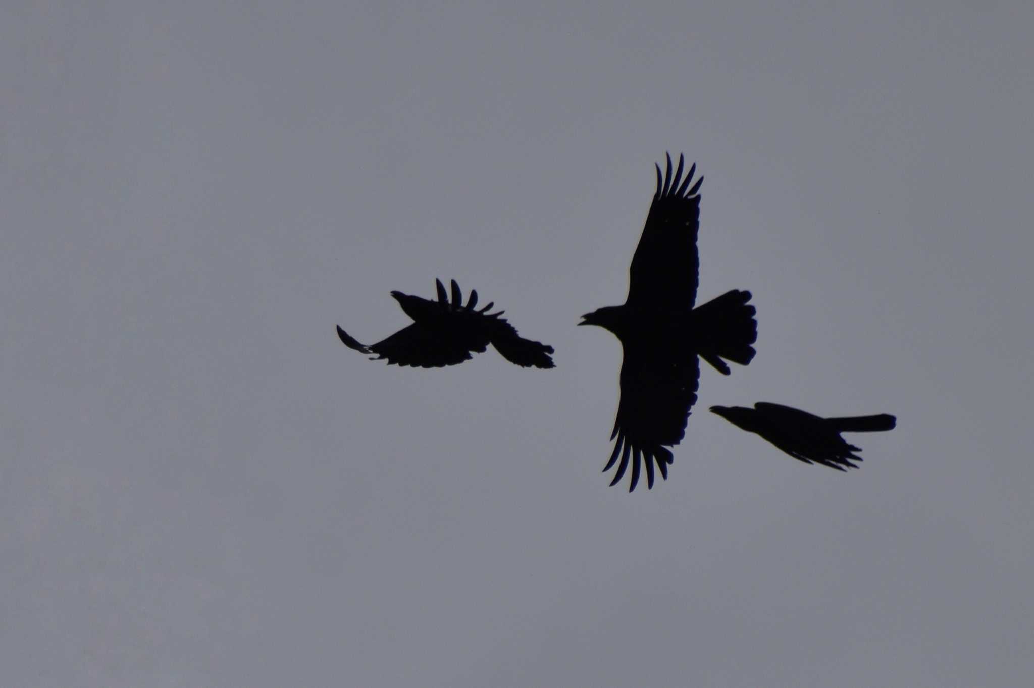 Large-billed Crow