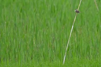 Zitting Cisticola Watarase Yusuichi (Wetland) Sun, 4/21/2024