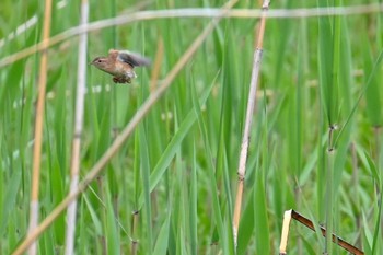 Marsh Grassbird Watarase Yusuichi (Wetland) Sun, 4/21/2024