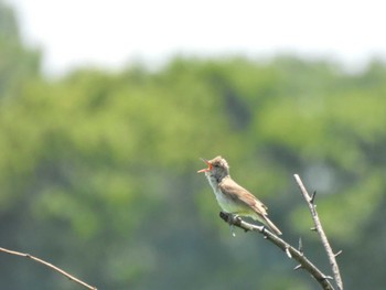 Oriental Reed Warbler Watarase Yusuichi (Wetland) Sun, 6/4/2023