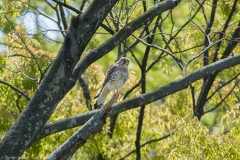 Common Kestrel Unknown Spots Unknown Date