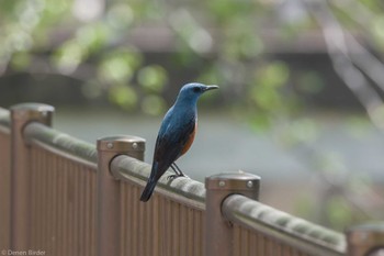 Blue Rock Thrush Unknown Spots Unknown Date