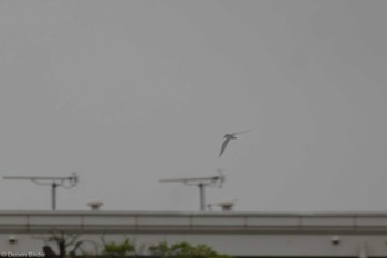 Little Tern 多摩川二ヶ領宿河原堰 Sun, 4/21/2024