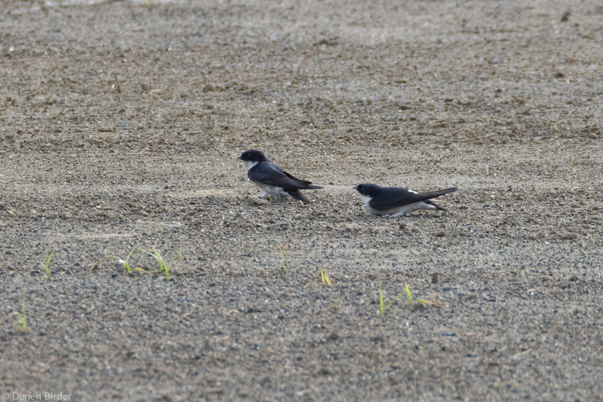 多摩川(玉堤) イワツバメの写真 by 田園Birder