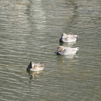 Gadwall Imperial Palace Sun, 12/30/2018