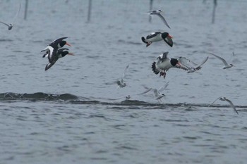 Eurasian Oystercatcher Sambanze Tideland Fri, 4/12/2024