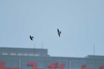 ツバメ 東京港野鳥公園 2024年4月21日(日)