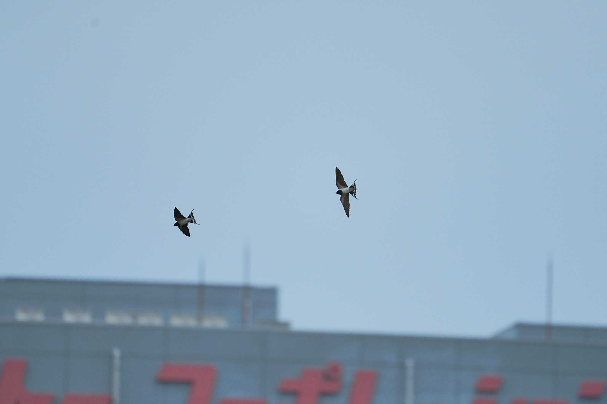 Photo of Barn Swallow at Tokyo Port Wild Bird Park by na san