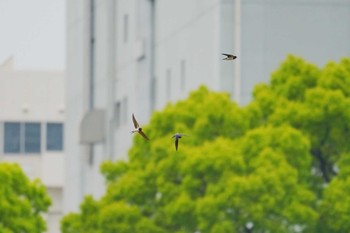 ツバメ 東京港野鳥公園 2024年4月21日(日)