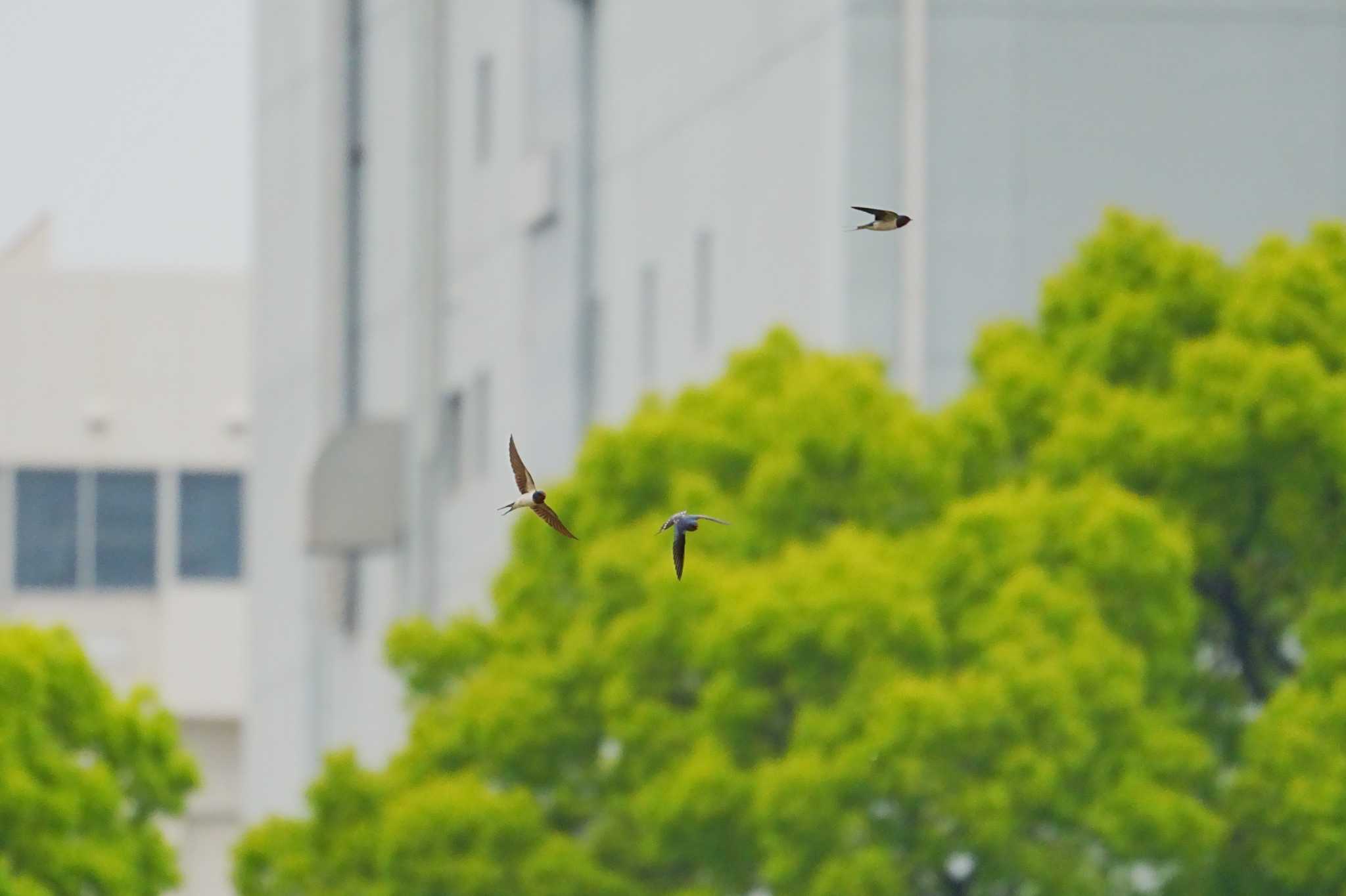Photo of Barn Swallow at Tokyo Port Wild Bird Park by na san