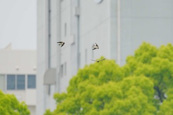 ツバメ 東京港野鳥公園 2024年4月21日(日)