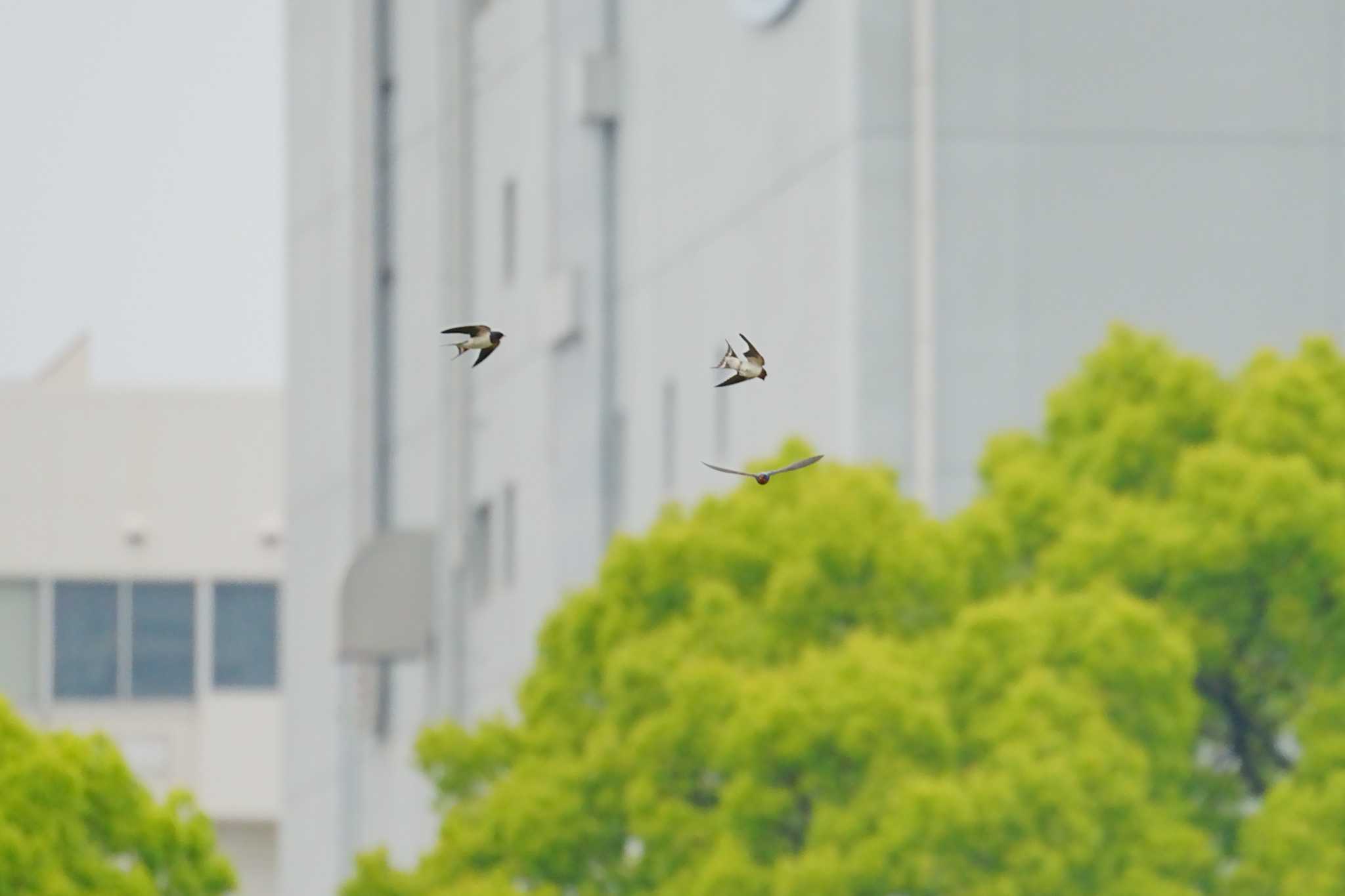 Photo of Barn Swallow at Tokyo Port Wild Bird Park by na san