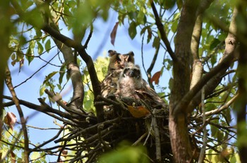 Long-eared Owl Watarase Yusuichi (Wetland) Wed, 4/17/2024