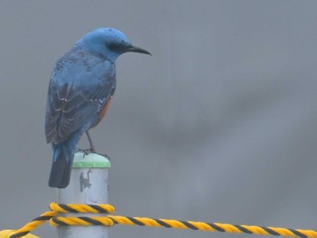 Blue Rock Thrush 平城宮跡 Sun, 4/21/2024